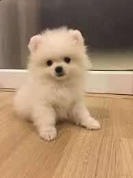 cucciolo di pomeranian toy bellissimo | Foto 0