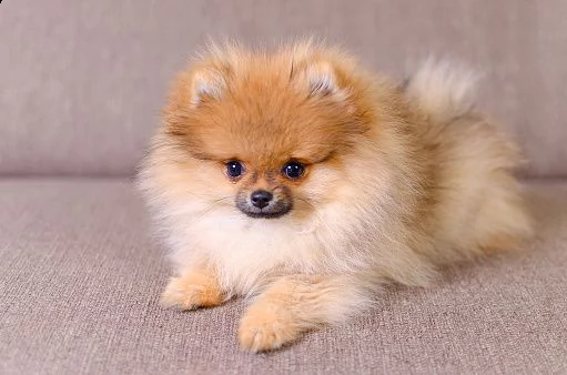 cucciolo di pomeranian toy bellissimo