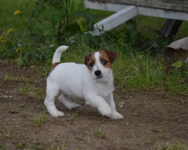 Jack Russell Terrier - Cuccioli Altamente Selezionati | Foto 6