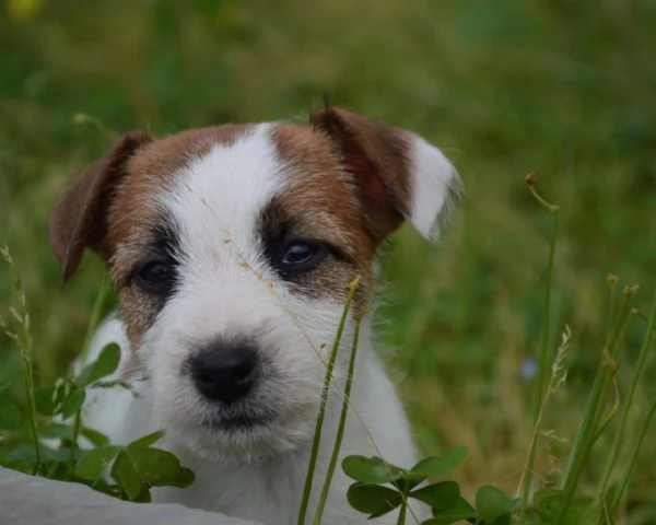 Jack Russell Terrier - Cuccioli Altamente Selezionati