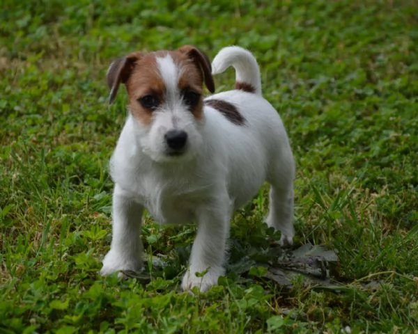 Jack Russell Terrier - Cuccioli Altamente Selezionati | Foto 4