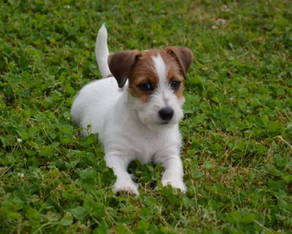 Jack Russell Terrier - Cuccioli Altamente Selezionati | Foto 3