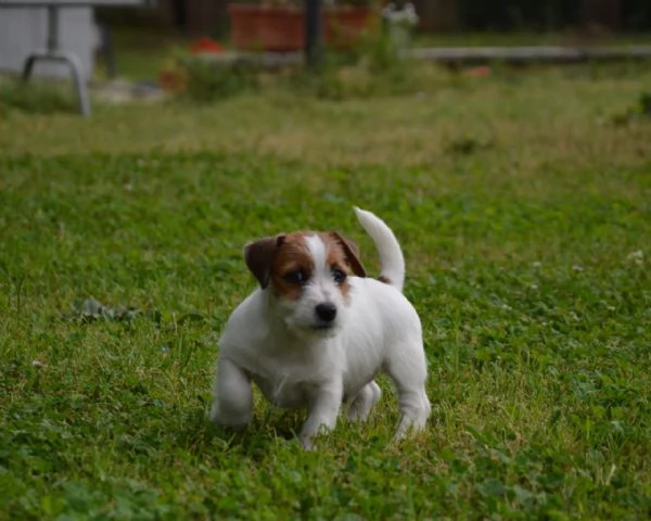 Jack Russell Terrier - Cuccioli Altamente Selezionati | Foto 2