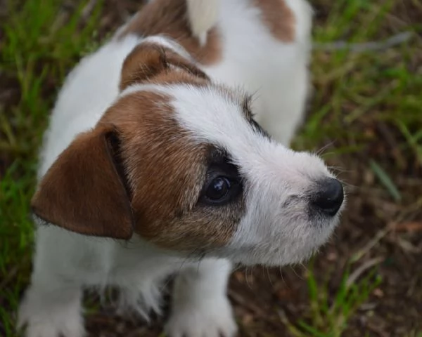 Jack Russell Terrier - Cuccioli Altamente Selezionati | Foto 1