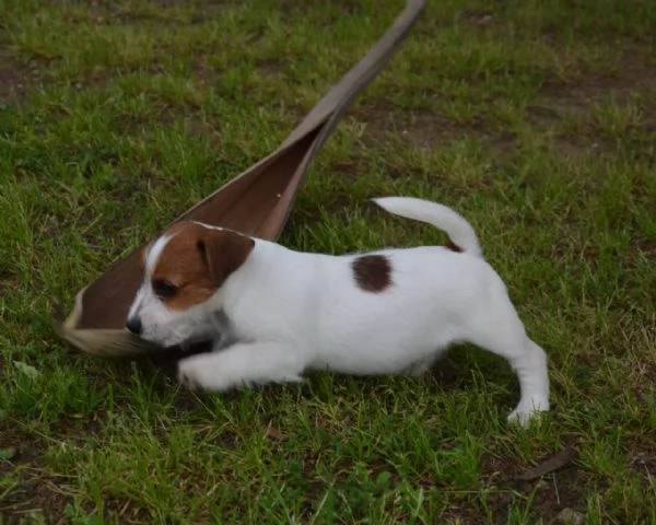 Jack Russell Terrier - Cuccioli Altamente Selezionati | Foto 0