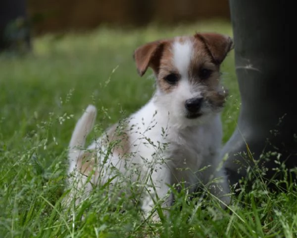 Jack Russell Terrier - Cuccioli Altamente Selezionati | Foto 5