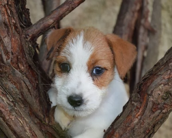 Jack Russell Terrier - Cuccioli Altamente Selezionati | Foto 4