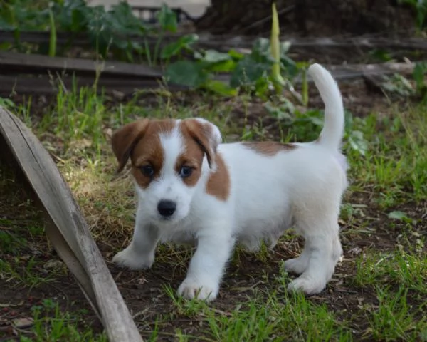 Jack Russell Terrier - Cuccioli Altamente Selezionati | Foto 2