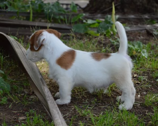 Jack Russell Terrier - Cuccioli Altamente Selezionati | Foto 1