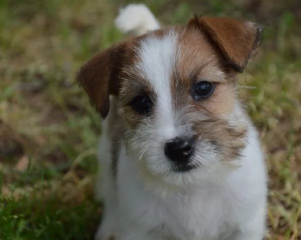 Jack Russell Terrier - Cuccioli Altamente Selezionati | Foto 0