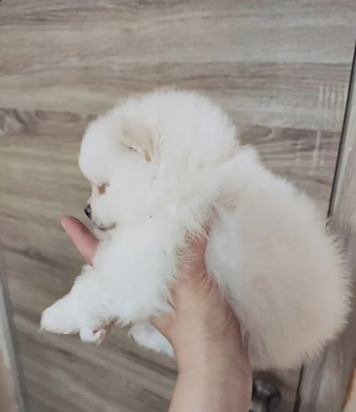 dolci cuccioli di spitz pomerania disponibili | Foto 0