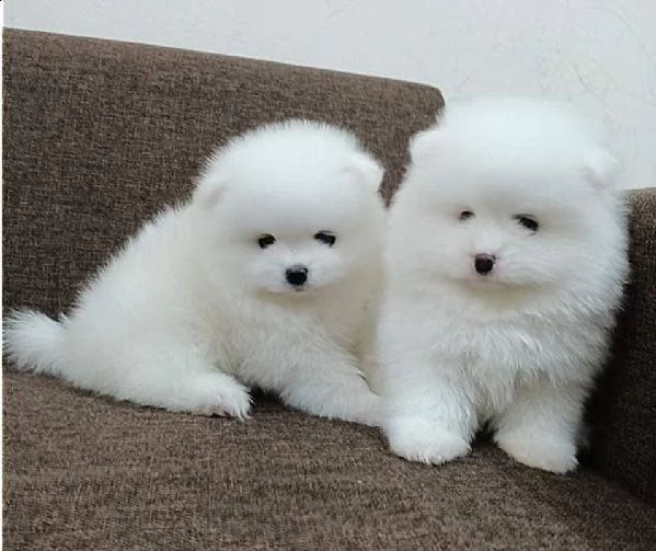 cuccioli pomerania toy