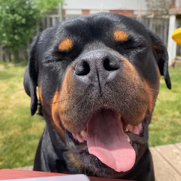 regalo cuccioli di tipo rottweiler con i capelli corti cuccioli di rottweiler, capelli corti e tutto