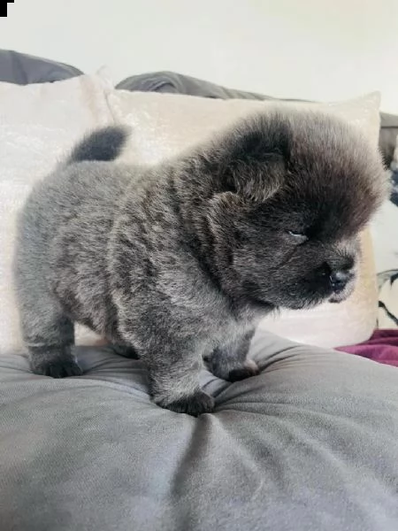 regalo cuccioli di chow chow 