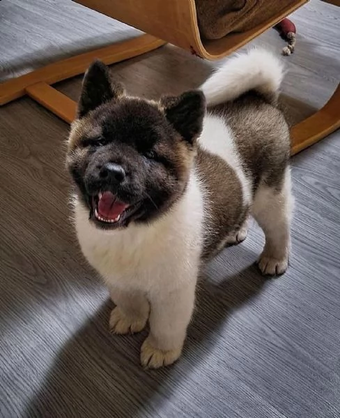 regalo akita inu cuccioli maschio e femmina disponibili cuccioli , ottima genealogia, caratteri sple