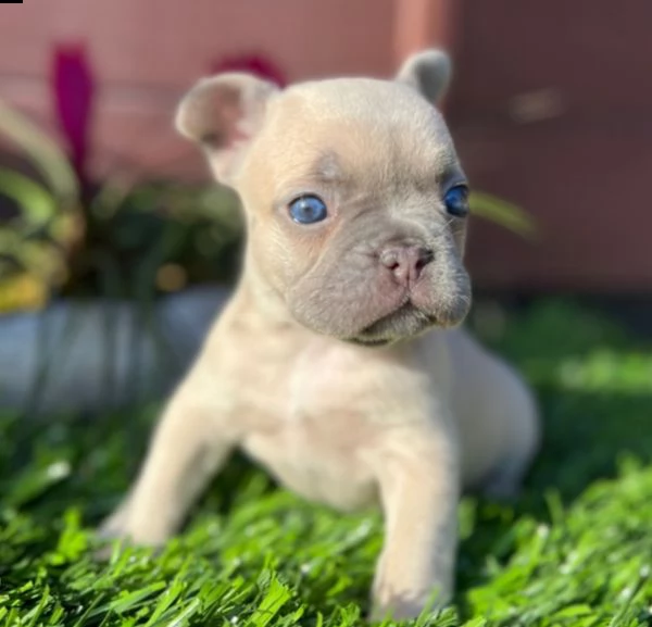 cuccioli di bulldog francese per l'adozione maschio e femmina 