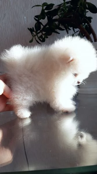 cuccioli di spitz pomerania taglia mini | Foto 0