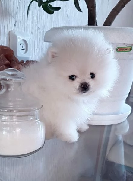 cuccioli di spitz pomerania taglia mini