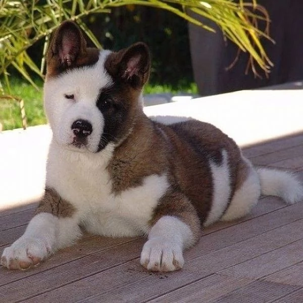 regalo akita inu cuccioli maschio e femmina disponibili cuccioli , ottima genealogia, caratteri sple