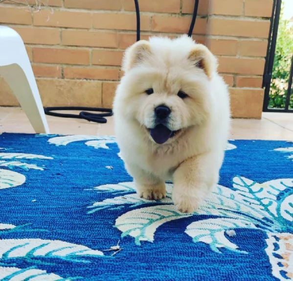 regalo bianchi cuccioli di chow chow cuccioli di chow chow bianchi / crema - molto belli! maschi e f