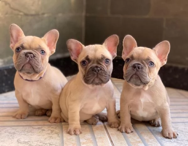 cuccioli di bulldog francese per l'adozione bellissimi cuccioli disponibili, carattere adorabile , s