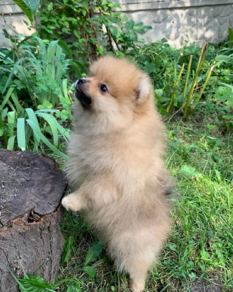 cucciolo di pomerania maschio in miniatura di 9 settimane in cerca della sua casa per sempre. è stat