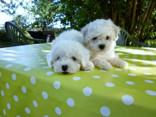 maltese toy bianco (maschio e femmina) | Foto 0