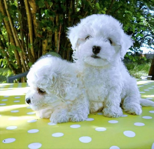 maltese toy bianco (maschio e femmina)