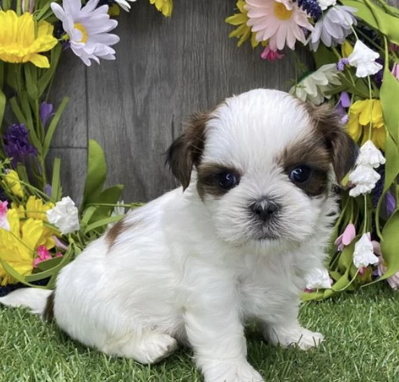 regalo bellissimi cuccioli allevati shih-tzu, colore bianco e nero.