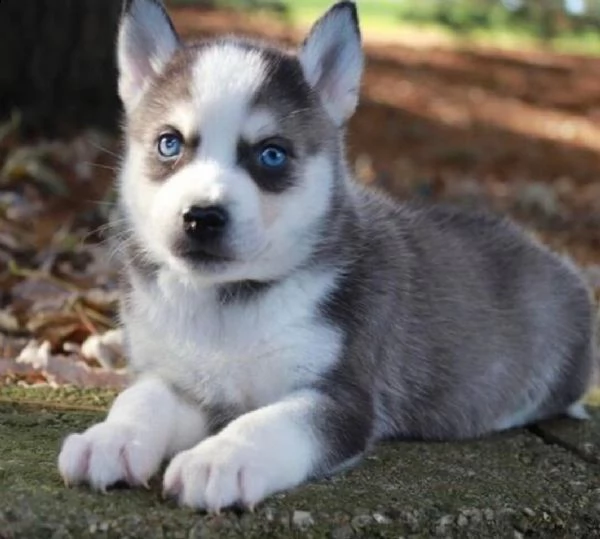 cuccioli di siberian husky registrati akc