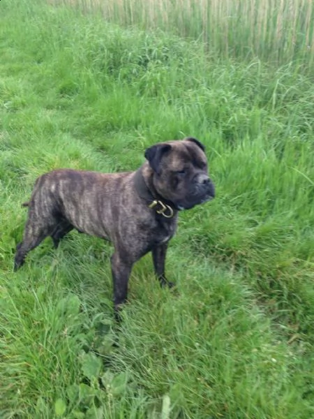  regalo bull mastiff maschio e femmina 3 mesi e mezzo, non sterilizzata , molto buona abituata a sta