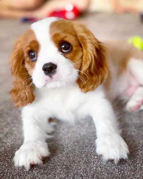 regalo cuccioli di razza cavalier king consegna con il libretto sanitario,  il michrochip, vaccinati