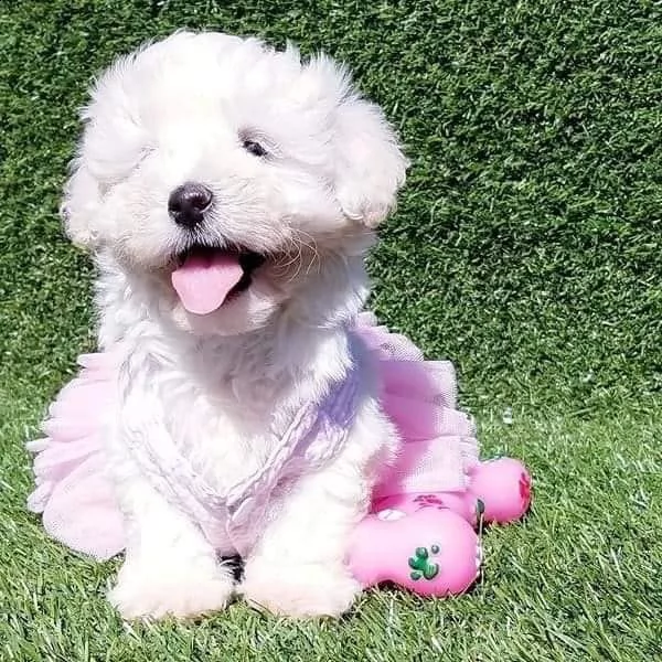 cuccioli di maltese 