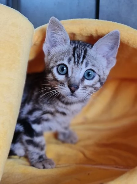 gatto coppia di gattini 3 mesi | Foto 0