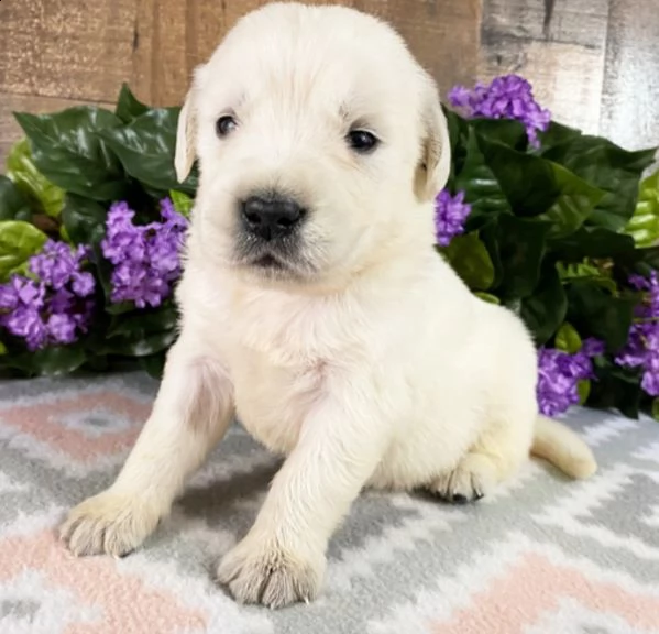 regalo bellissimi maschi e femmine  golden retriever cuccioli