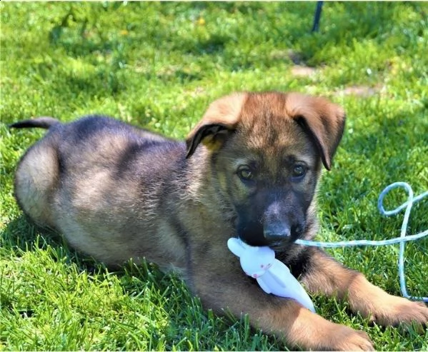 regalo pastore tedesco cuccioli meravigliosi ! 