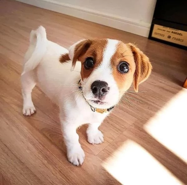 regalo per cuccioli di jack russell