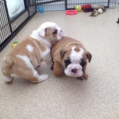 cuccioli di bulldog inglese super adorabili