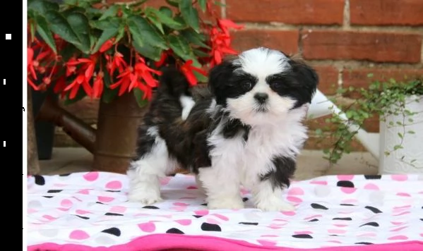  regalo bellissimi cuccioli allevati shih-tzu, colore bianco e nero.