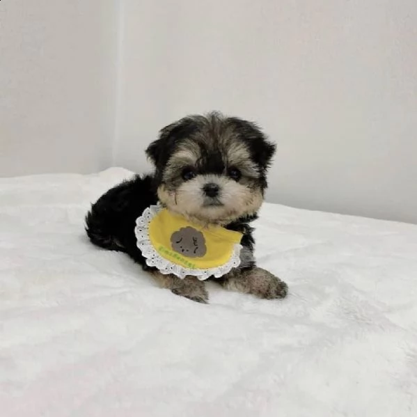  regalo cuccioli shih tzu