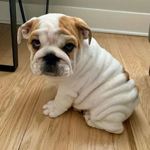 cuccioli inglese bulldog disponibili per adozione