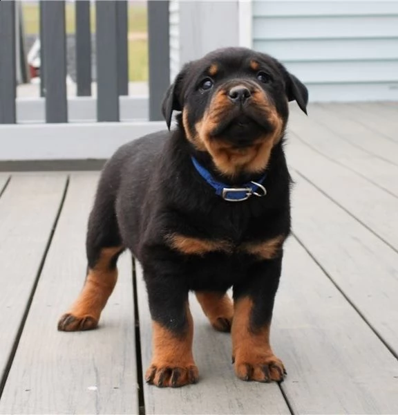 adorabili cuccioli di rottweiller 