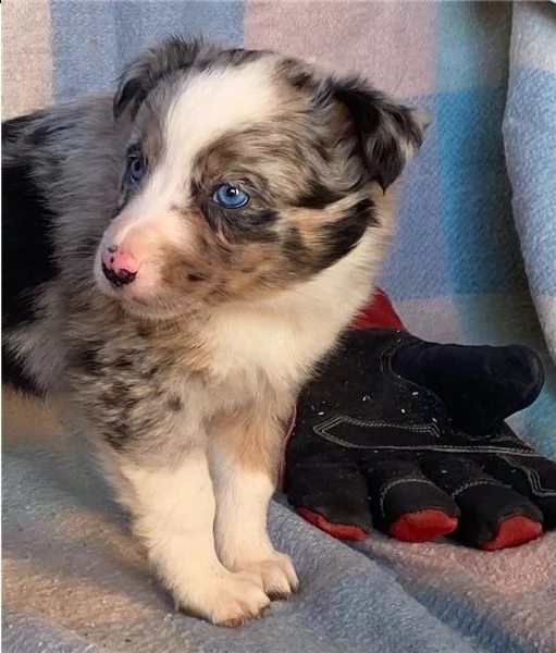 regalo adorabili cuccioli pastore australiano femminucce e maschietti