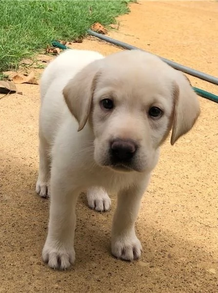 regalo labrador james cuccioli meravigliosi ! 