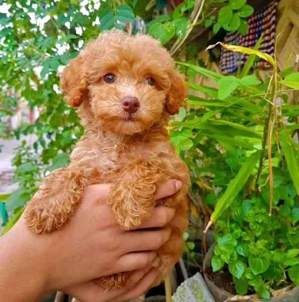 cuccioli di barboncini minitoy | Foto 0