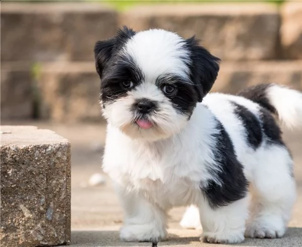 regalo cuccioli shih tzu