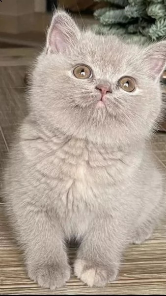 gatto british shorthair in adozione | Foto 1