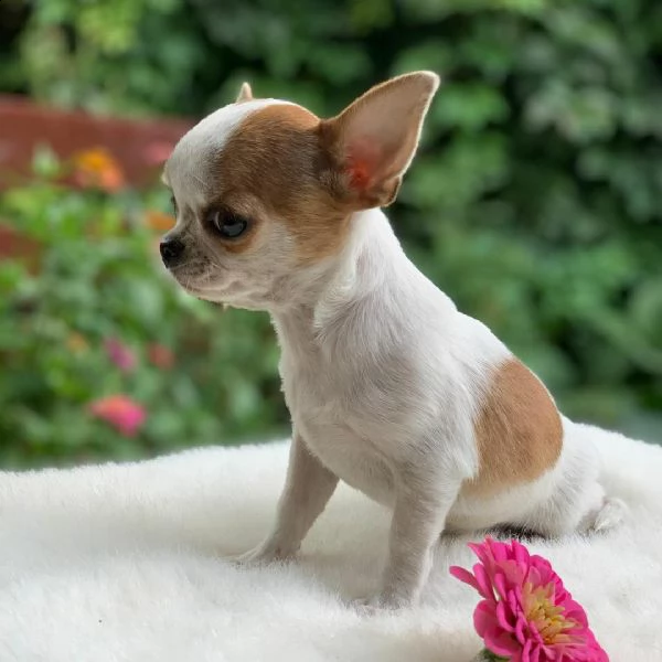 cuccioli di chihuahua per adozione