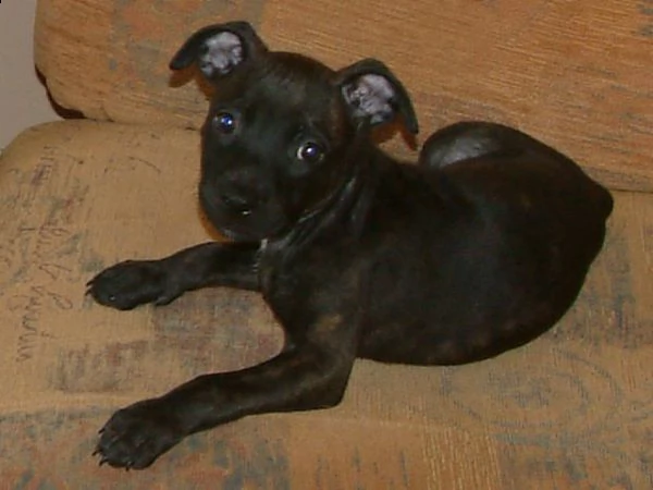 cuccioli di american staffordshire terrier  | Foto 1