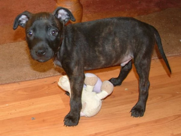 cuccioli di american staffordshire terrier  | Foto 0